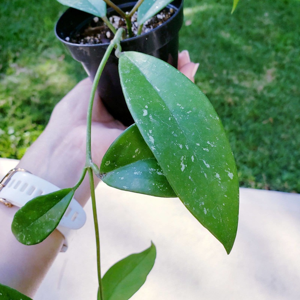 Hoya Pubicalyx (Spotted)